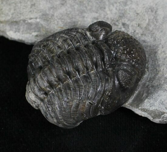 Rare Eifel Geesops Trilobite - Germany #27435